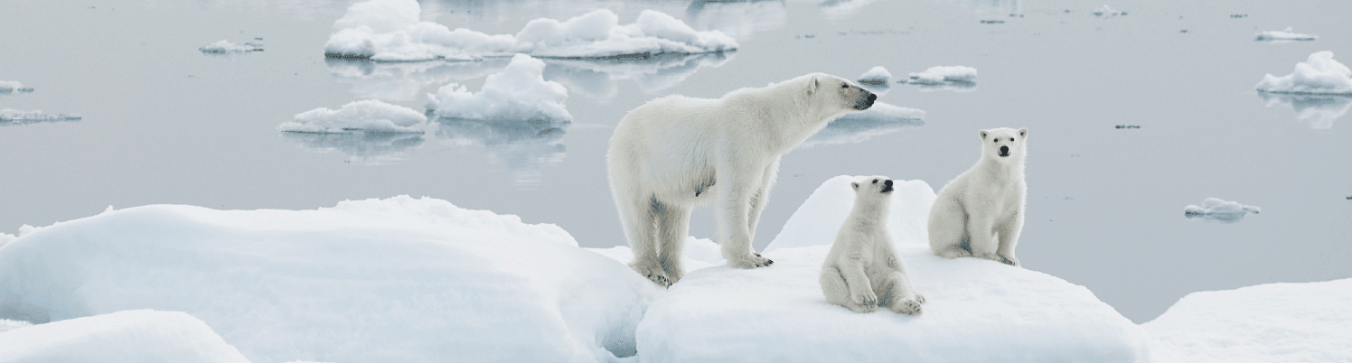 Climate change governance